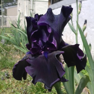 Superstition bearded Irises